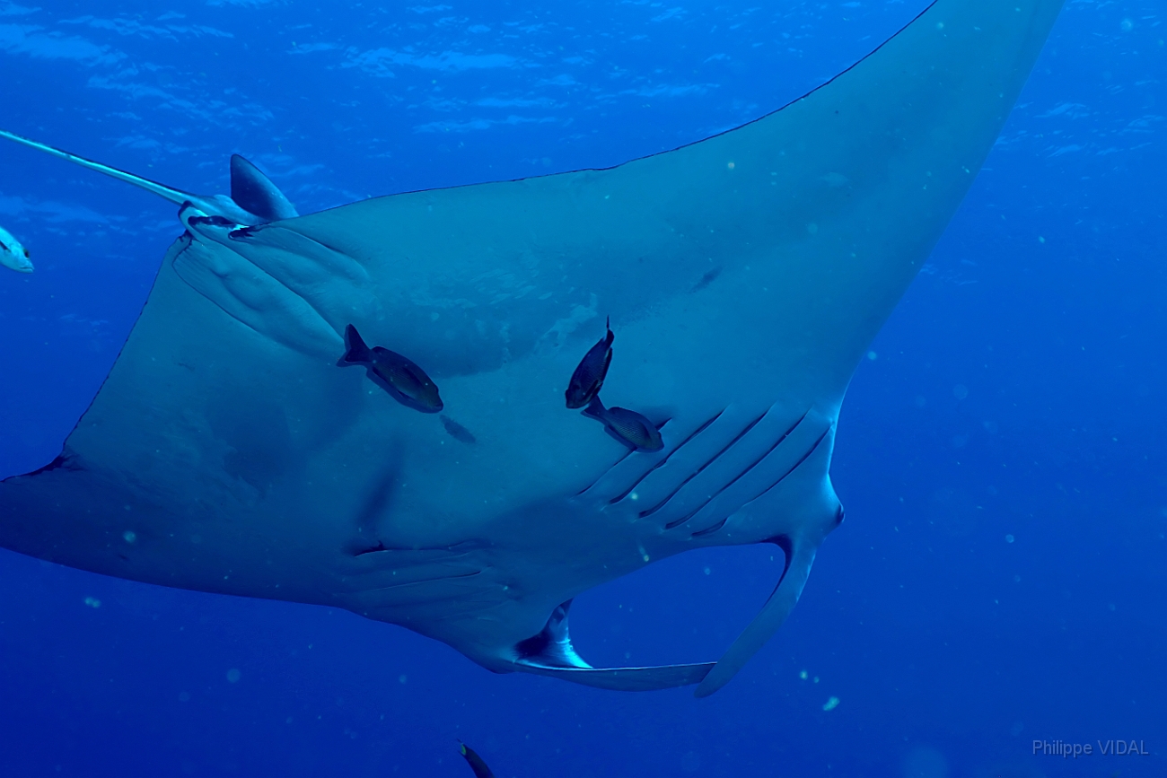 Raja Ampat 2016 - Manta Biostris - Oceanic Manta Ray - Raie Manta Oceanique - IMG_4240_rc_filtered.jpg